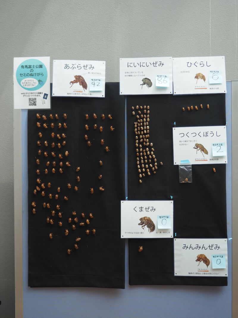 セミの抜け殻 | キッピー山のラボ 三田市有馬富士自然学習センター