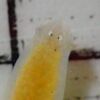 Thumbnail of post image 068
